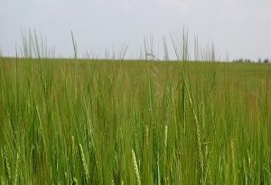کشاورزی