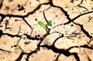 آبیاری درختان در بحران بی آبی