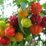 میوه های استوایی