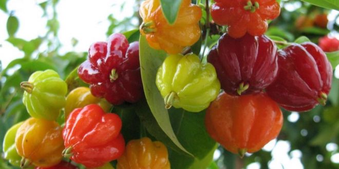 میوه های استوایی