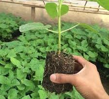 پالونیا چیست