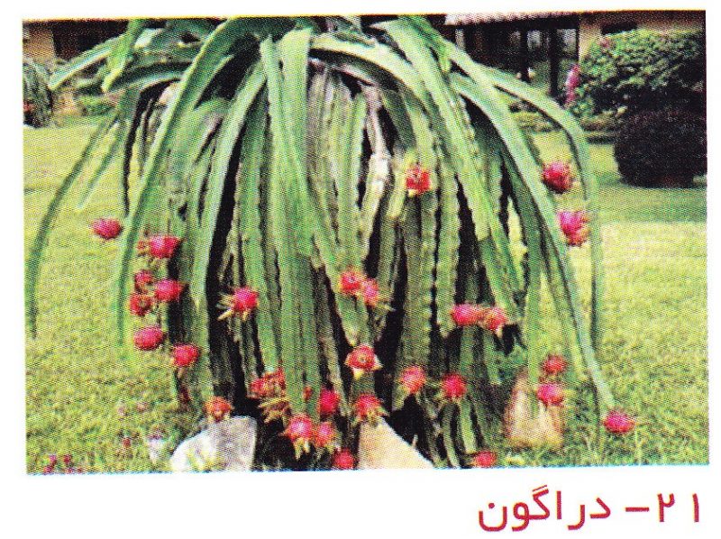 دراگون