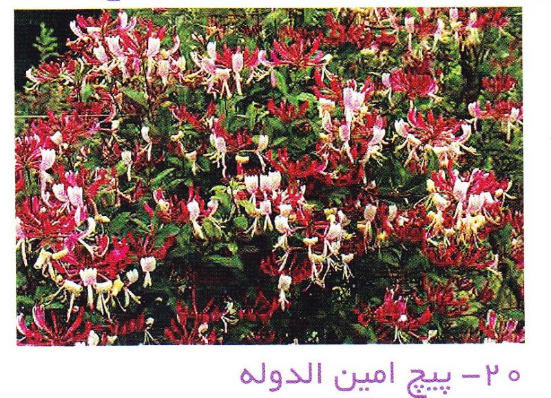 امین الدوله