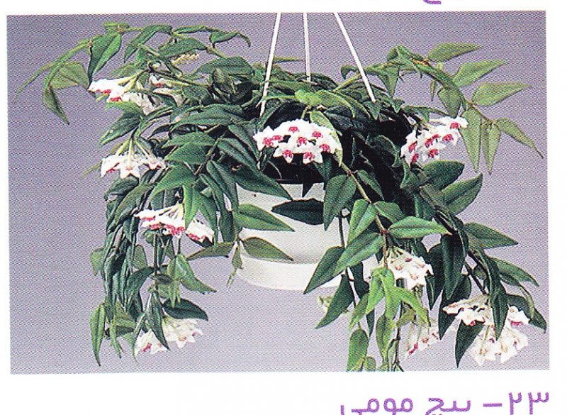 پیچ مومی