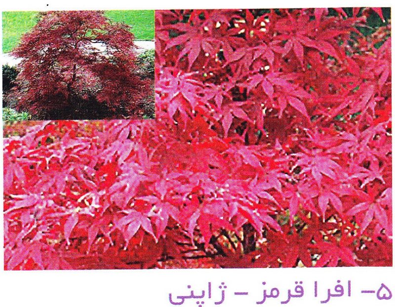 افرا قرمز ژاپنی