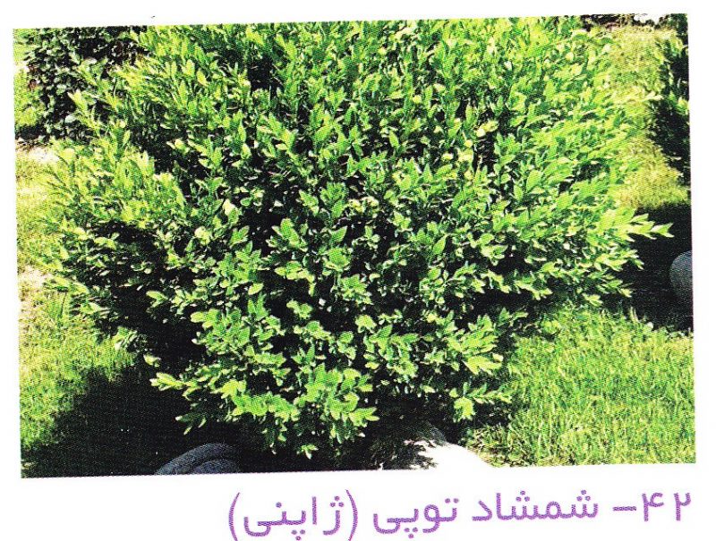 شمشاد توپی(ژاپنی)
