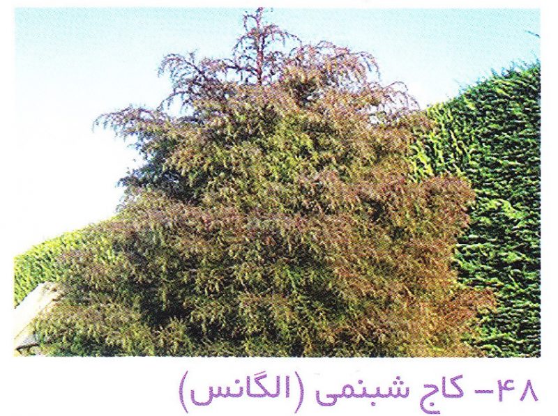 کاج شبنمی
