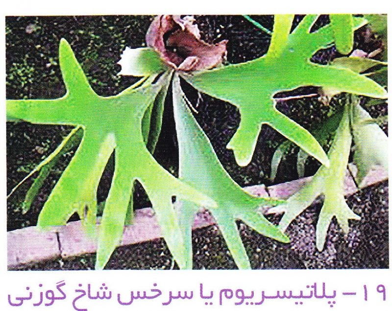 سرخس شاخ گوزنی