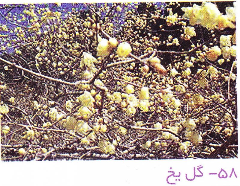 گل یخ