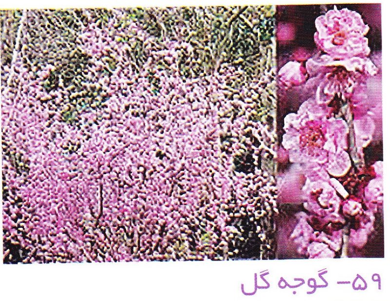 گوجه گل