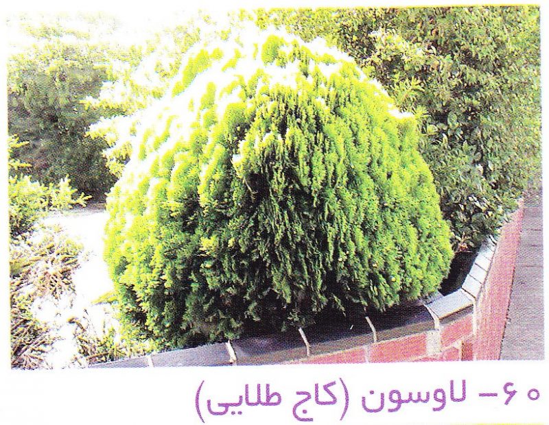 لاوسون