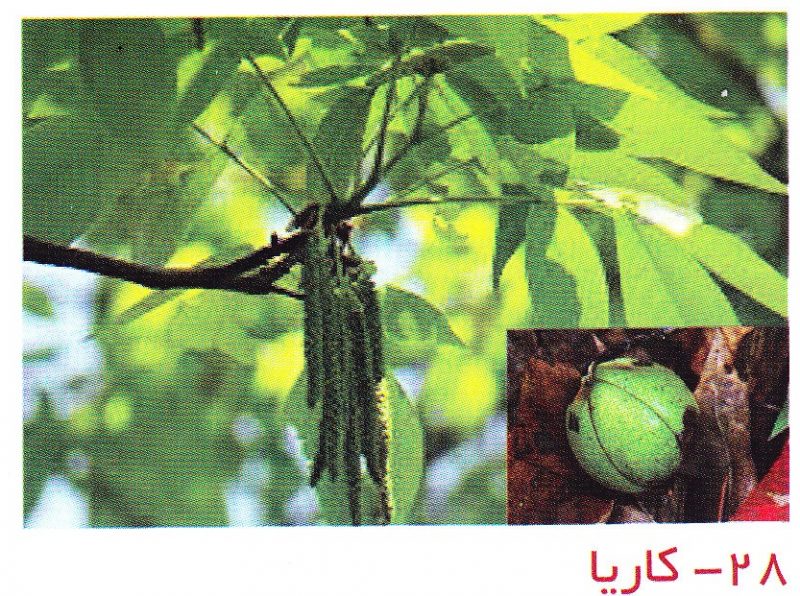 کاریا